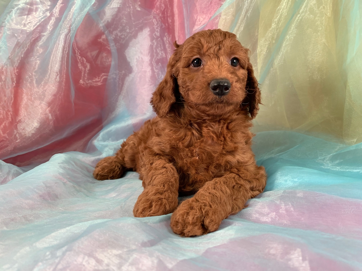 Mini Goldendoodle For Sale-Dark Red Female DOB 2-29-2020 $1800